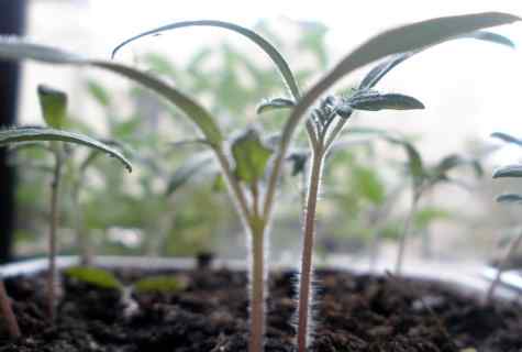 What to water with seedling of tomatoes that grew better