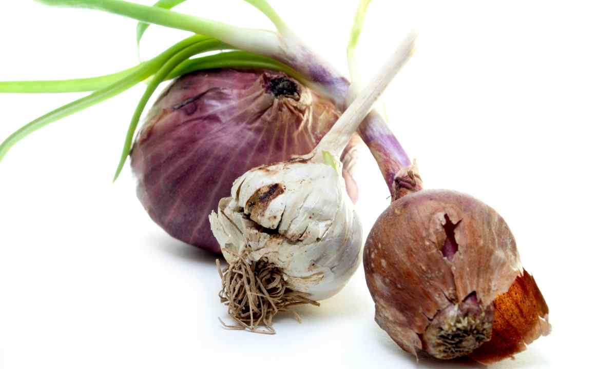 How to achieve rich harvest of onions and garlic