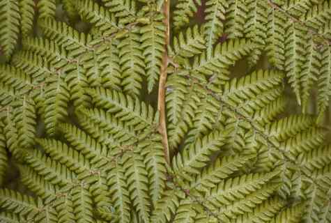 How to use fern leaves