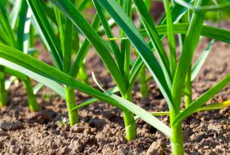 Whether it is possible to plant summer garlic at winter