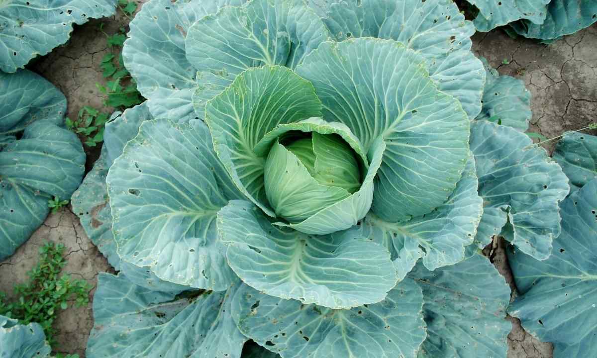 What to imprison for the next year after cabbage