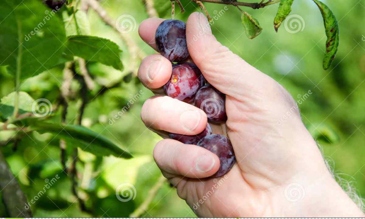 How to get rid of young growths of plum