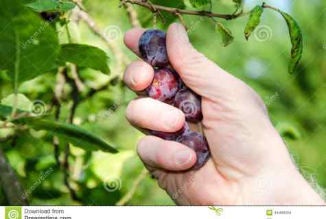 How to get rid of young growths of plum