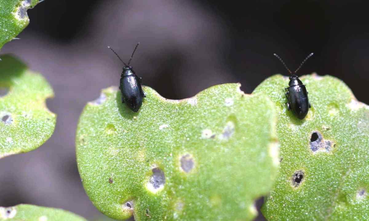 How to struggle with cabbage plant louse and cruciferous flea beetle house means