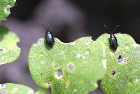How to struggle with cabbage plant louse and cruciferous flea beetle house means