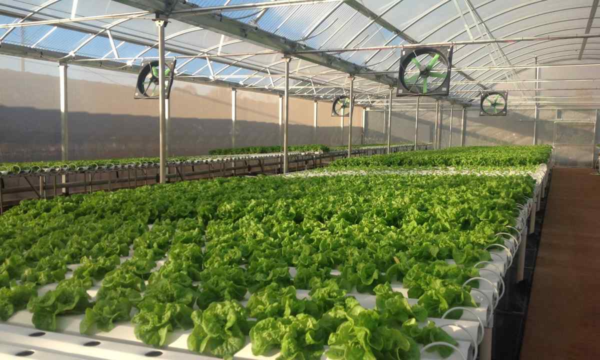 Technology of cultivation of cucumber culture