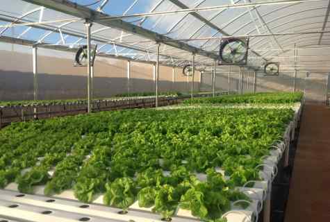 Technology of cultivation of cucumber culture