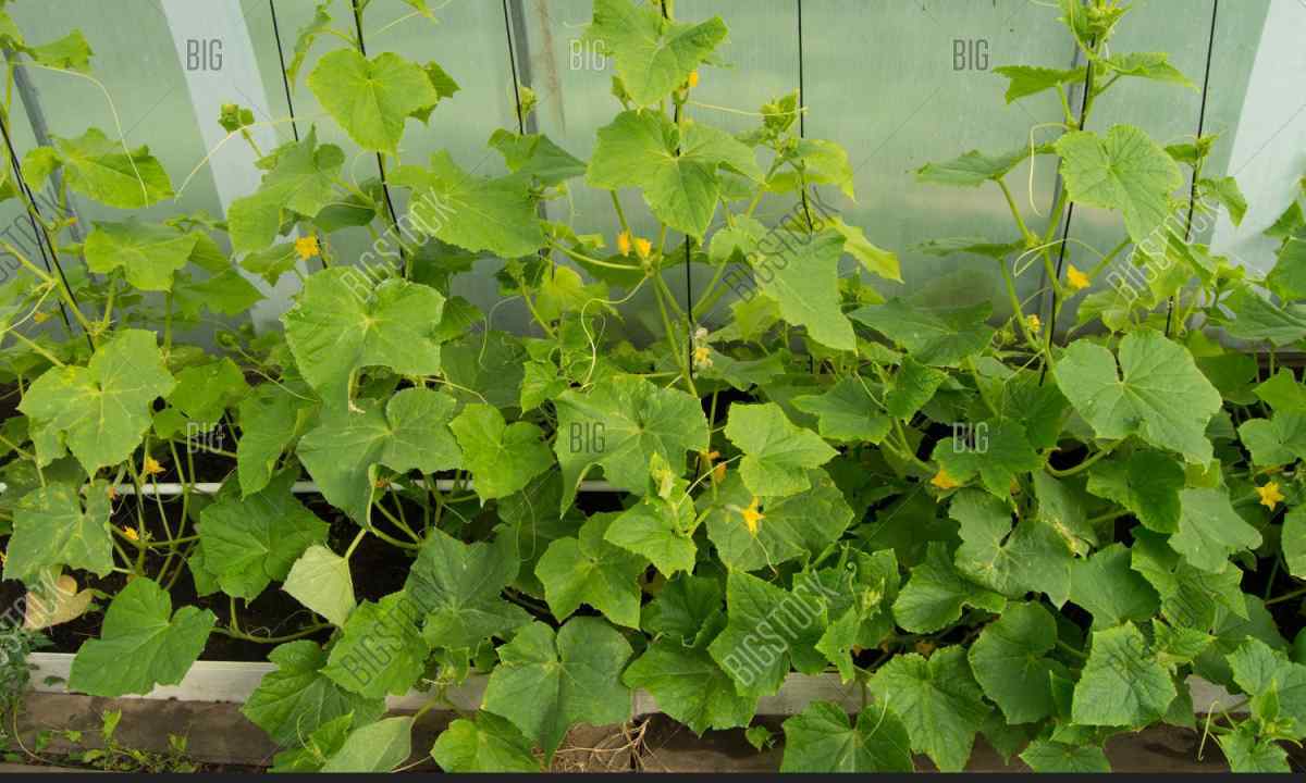 Why to prishchipyvat cucumbers and as it is correct to do it