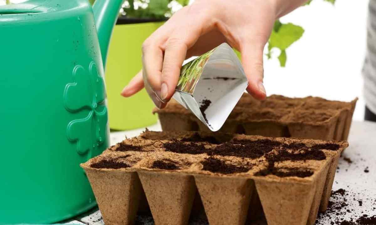 How to sow in peat tablets