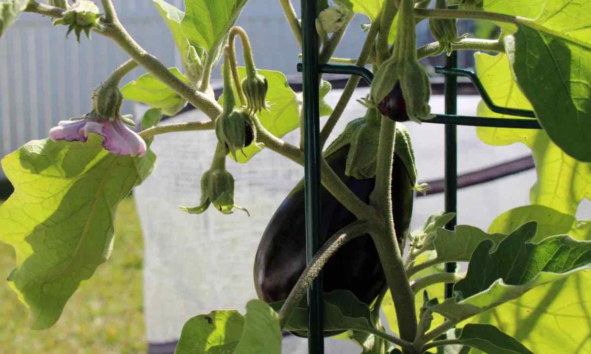 How to plant eggplants to the open ground seedling
