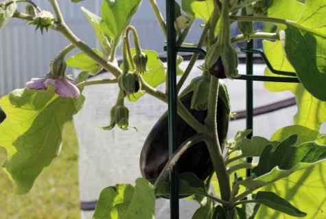 How to plant eggplants to the open ground seedling