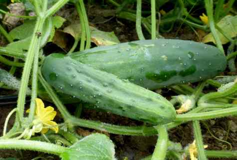 How to plant seeds of cucumbers