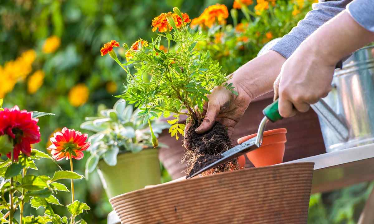 How to make the plan of planting of flowers