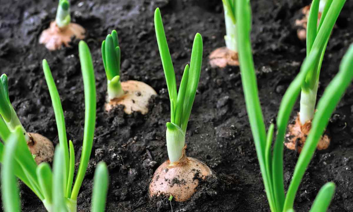 How to grow up large onions