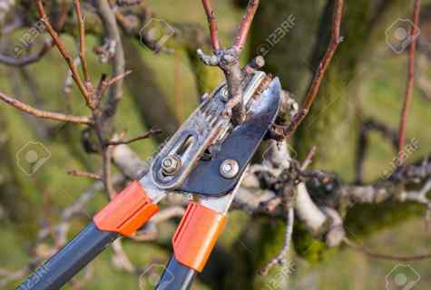 How to make ready for the winter fruit-trees and bushes