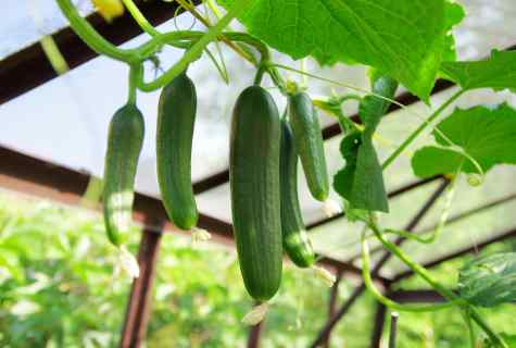 How to choose early ripening variety of cucumbers