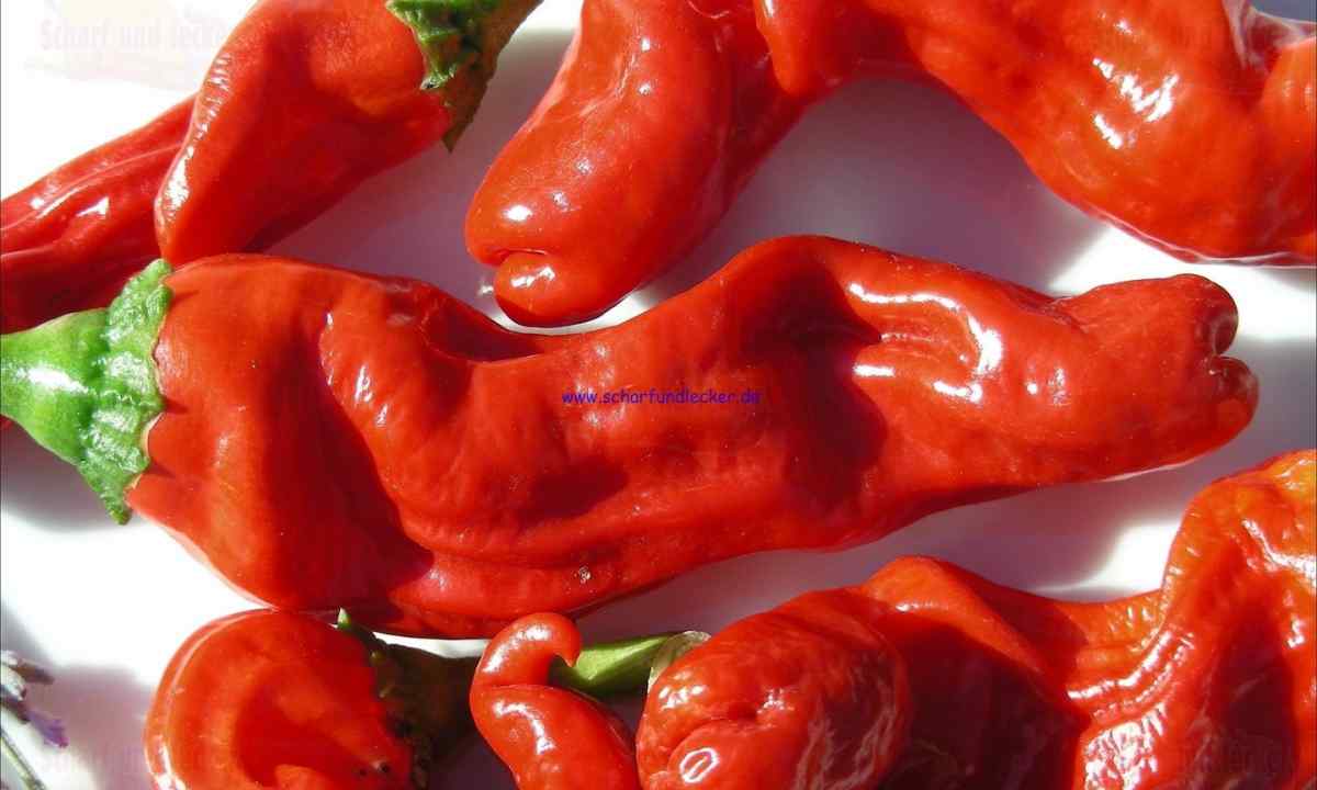 How to grow up burning pepper