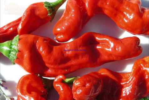 How to grow up burning pepper