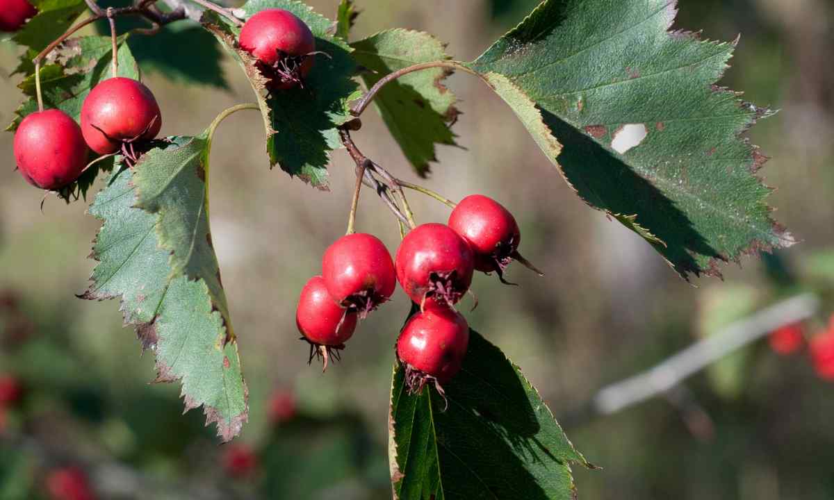 How to grow up hawthorn