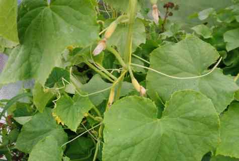 Why ovaries at cucumbers in the greenhouse turn yellow
