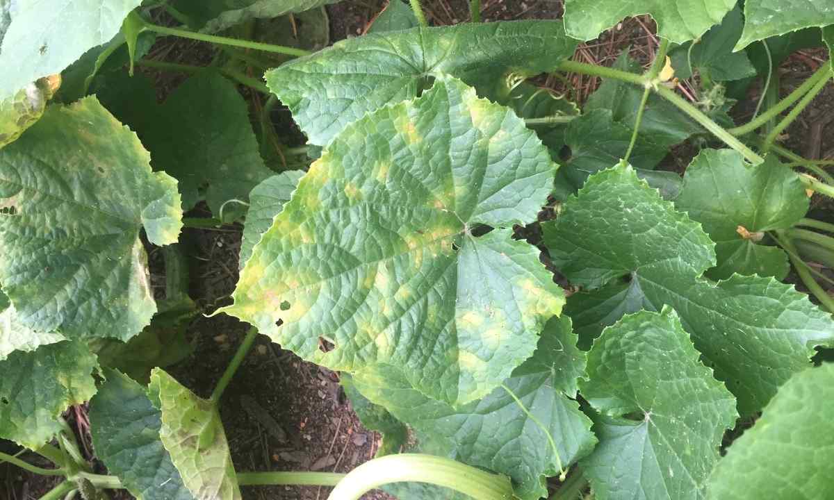 How to struggle with the main wreckers and diseases of cucumbers
