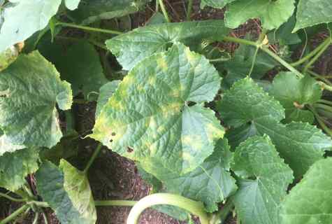How to struggle with the main wreckers and diseases of cucumbers
