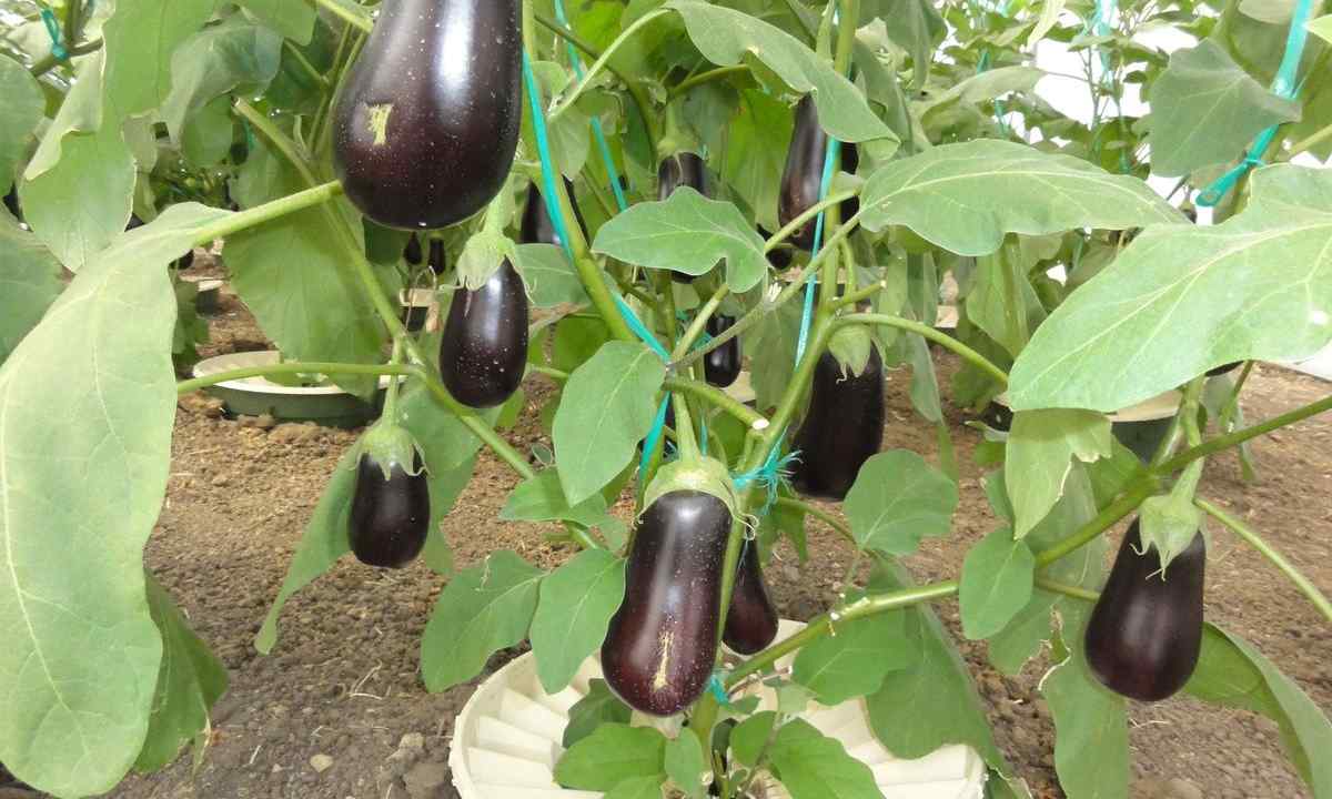 How to grow up eggplants