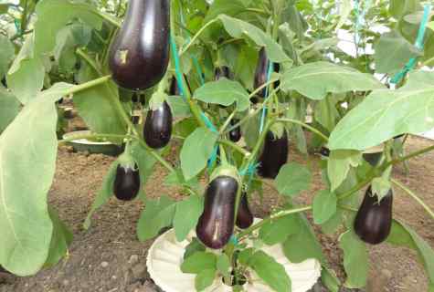 How to grow up eggplants