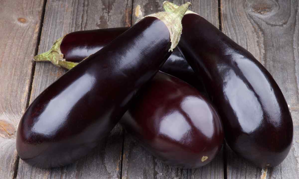 How to sow eggplants