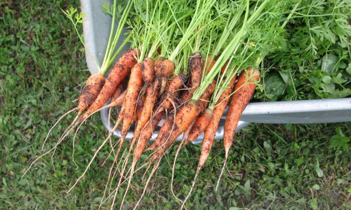 How to thin out carrots that the harvest was abundant
