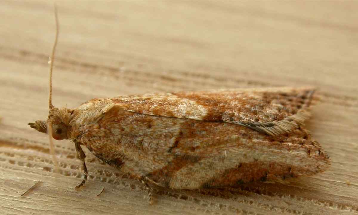 How to struggle with apple fir seed moth