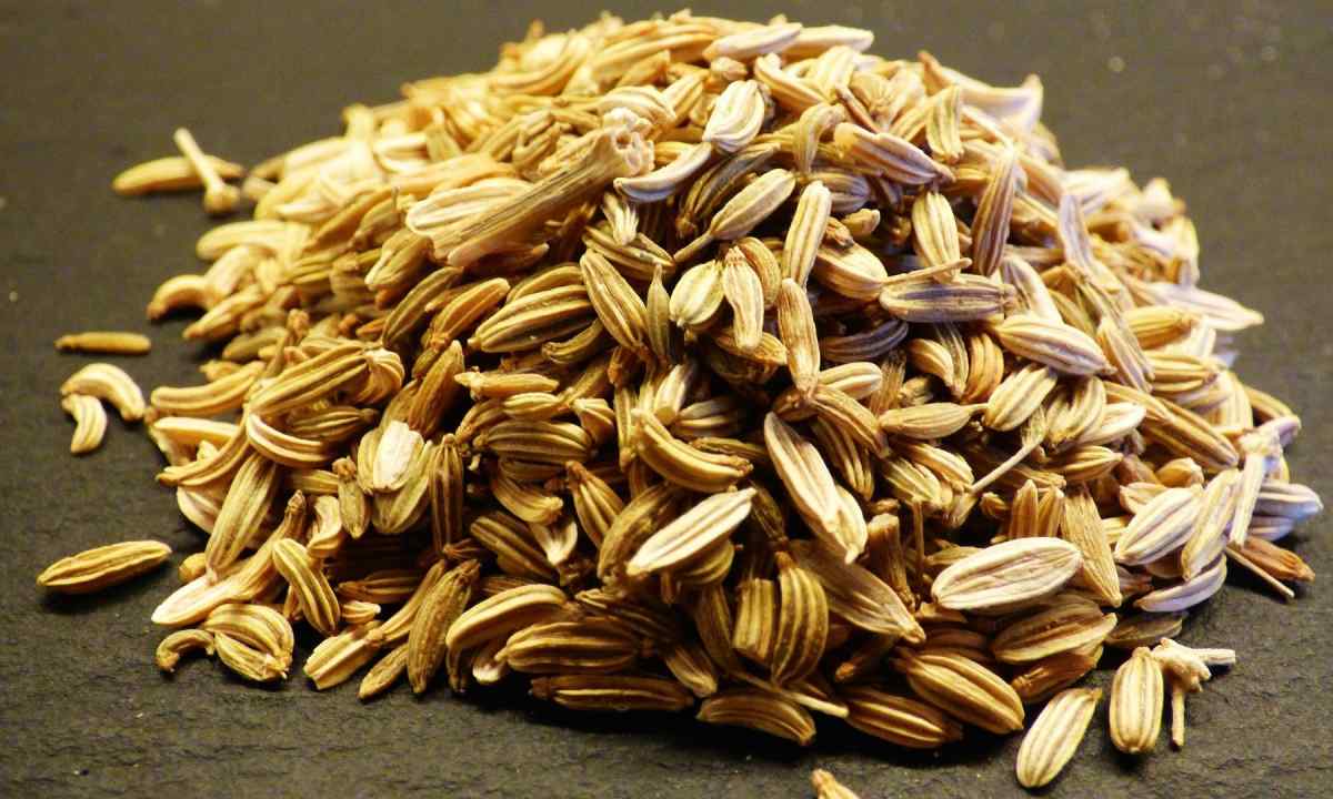 How to seed fennel