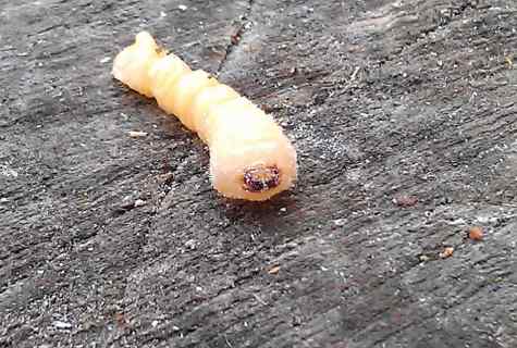 How to fight against larvae of may-bug