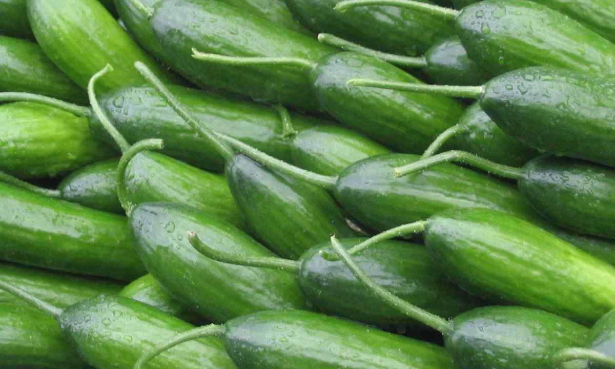 When and how to ret seeds of cucumbers