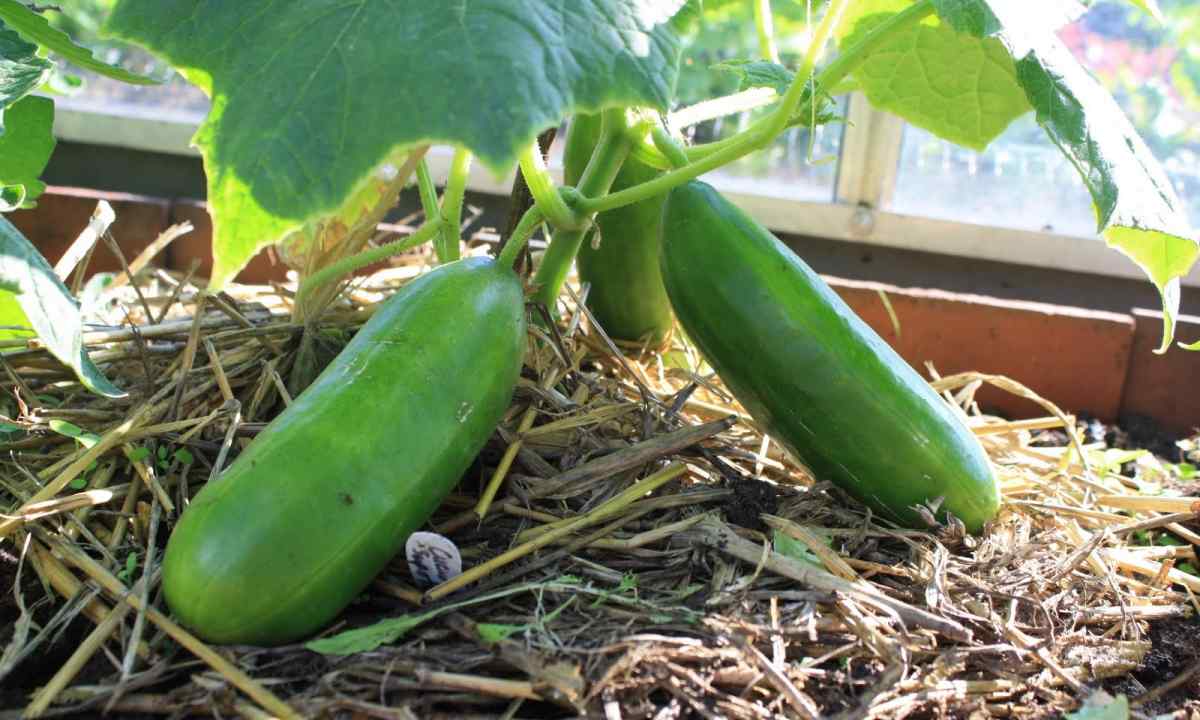 Why cucumbers in the greenhouse it is abundant blossom, but fructify a little