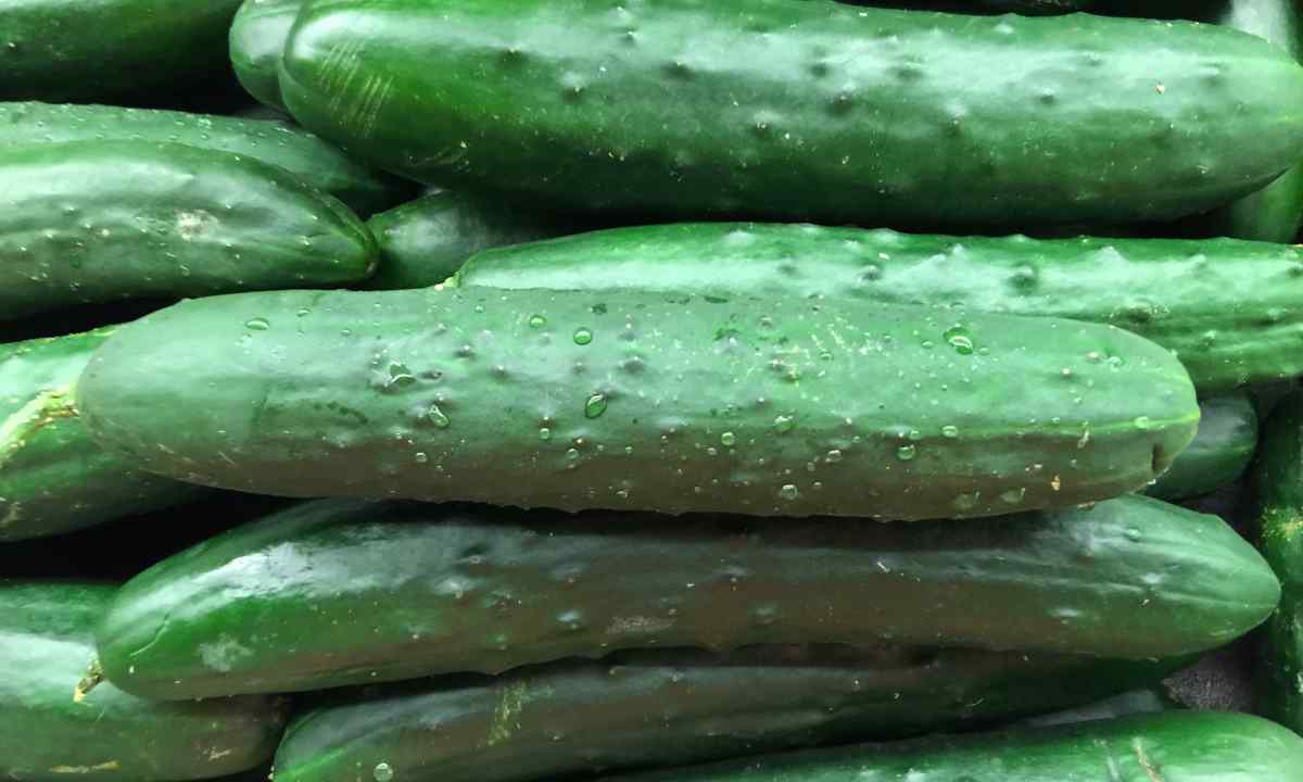 What cucumbers the most fruitful