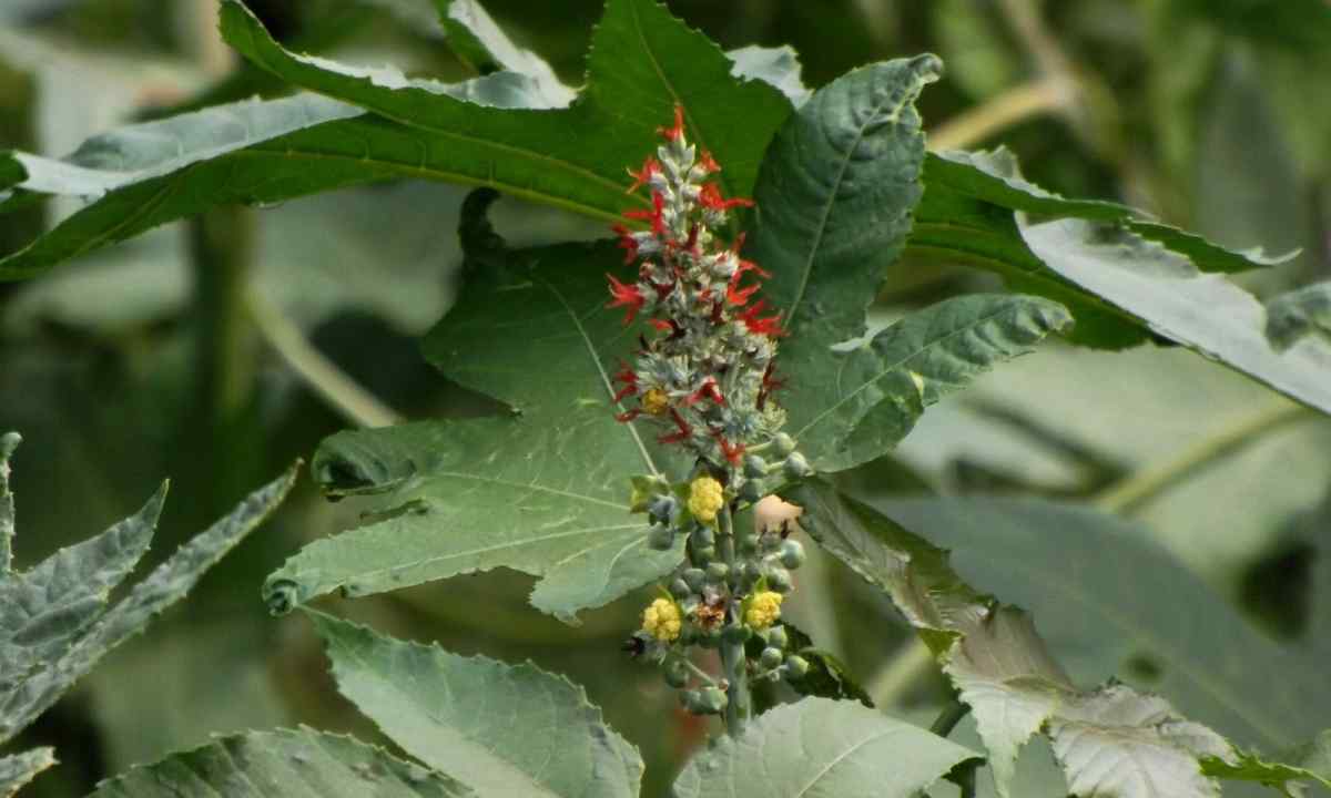 How to grow up castor-bean tree