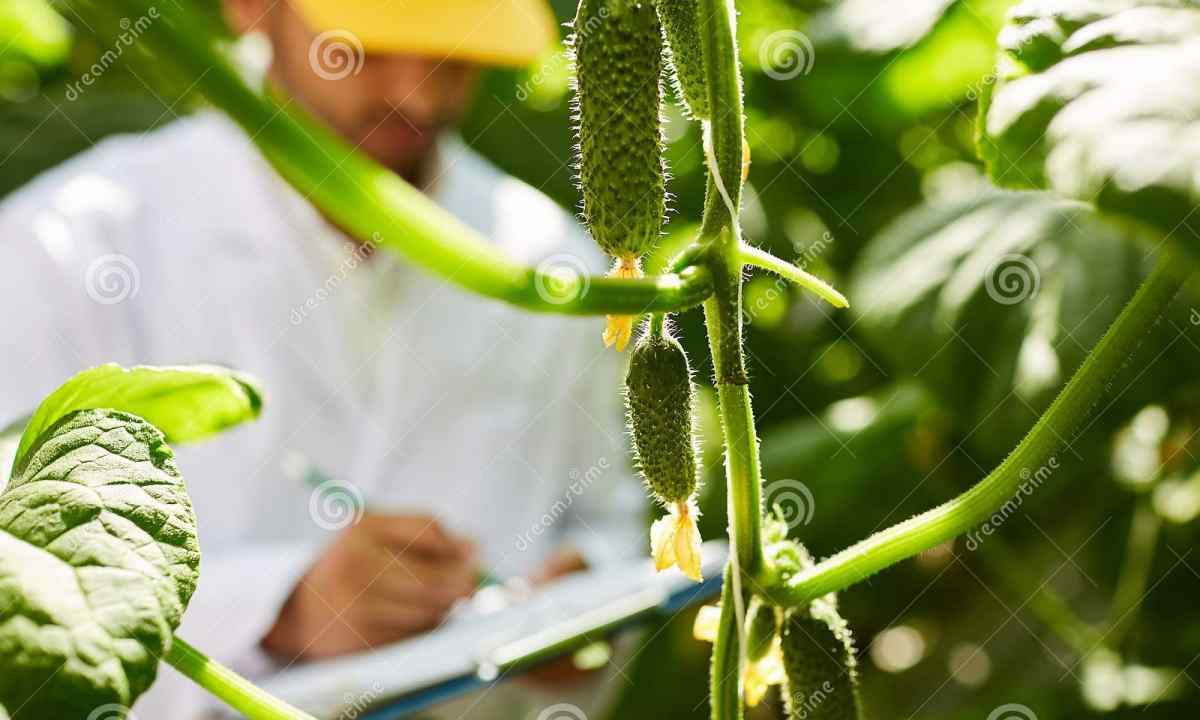 Cucumbers: as to grow up them