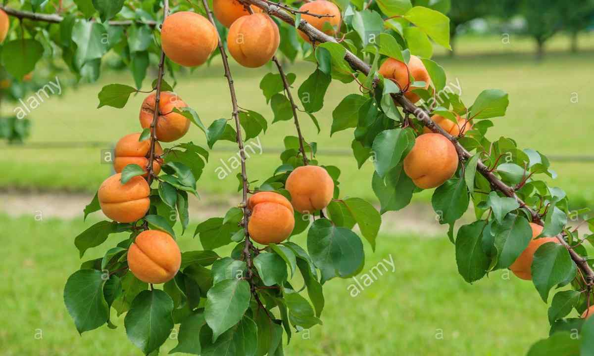 Khabarovsk apricot: description of grade, rule of landing and leaving