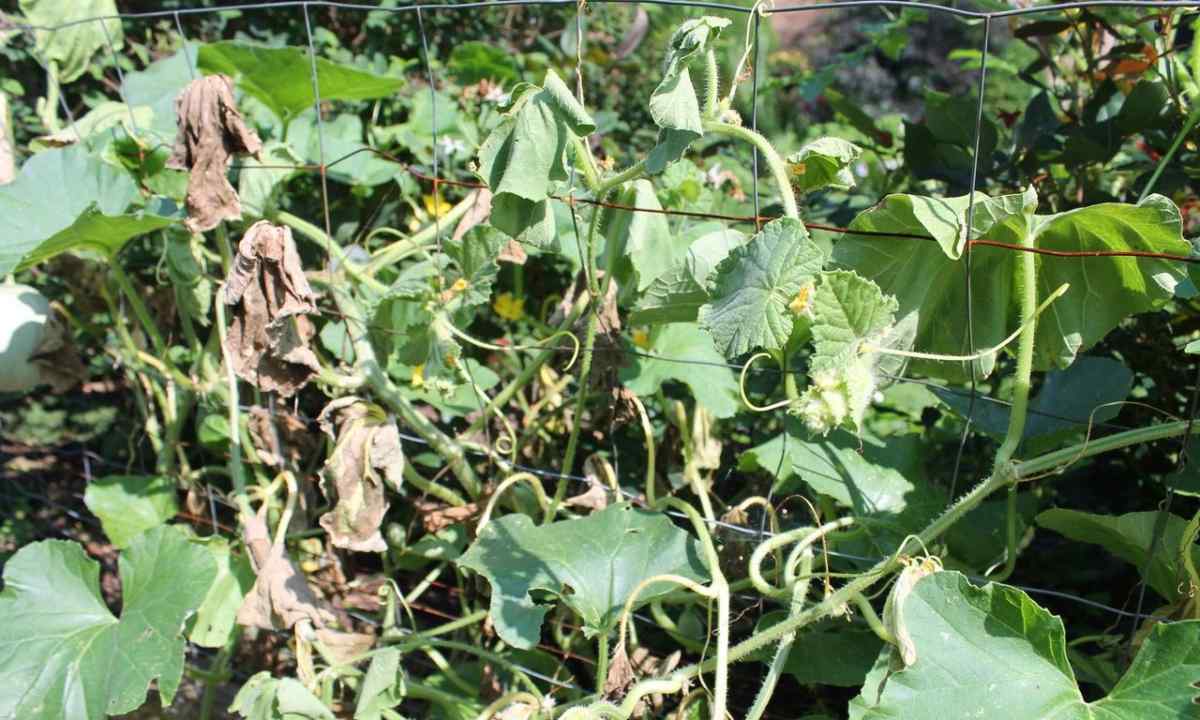 How to protect cucumbers from diseases
