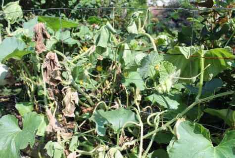 How to protect cucumbers from diseases