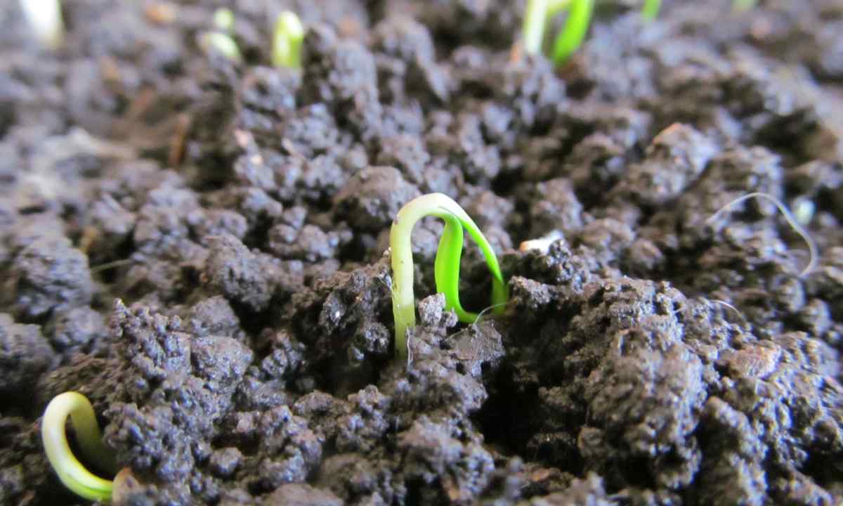 When to plant eggplants on seedling