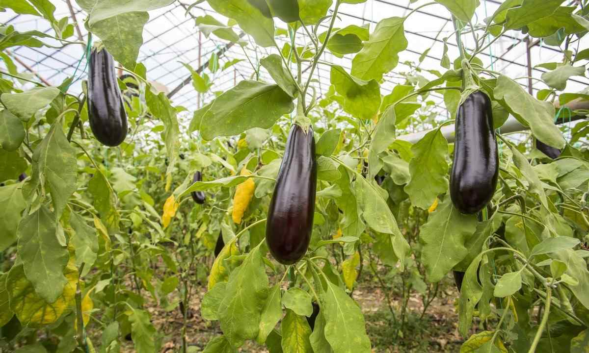 How to grow up eggplants in the greenhouse