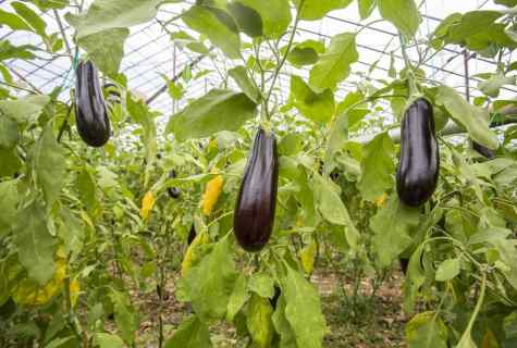 How to grow up eggplants in the greenhouse
