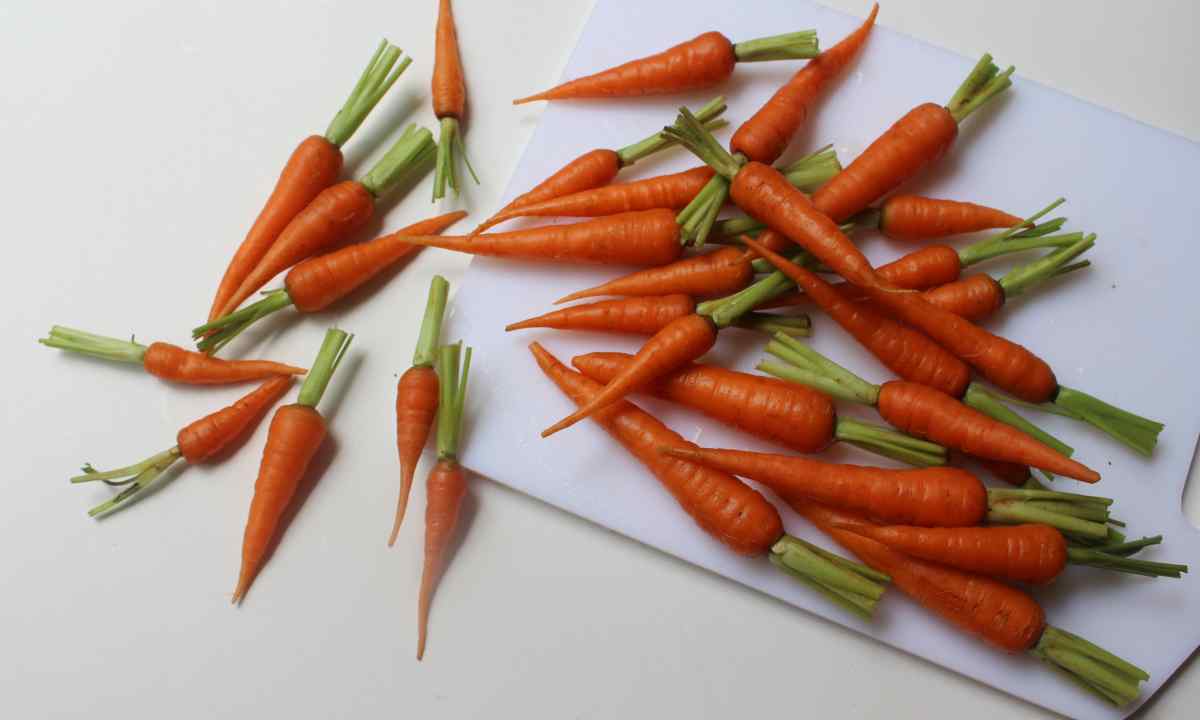 How to grow up large and sweet carrots