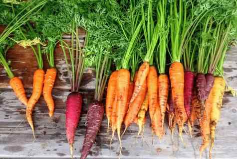 How to grow up carrots on kitchen garden