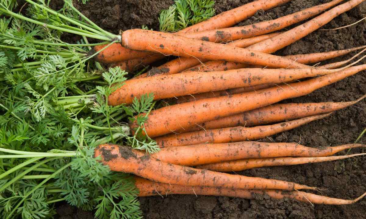 How to grow up carrots from seeds