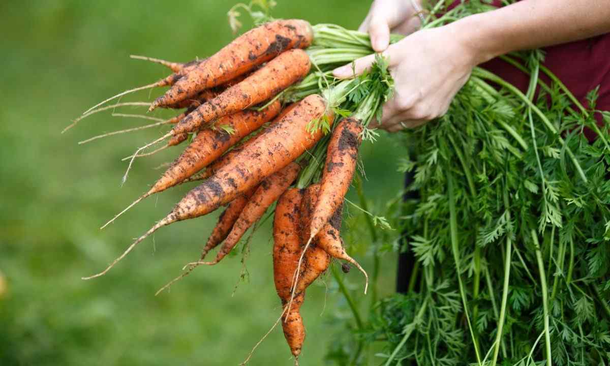 How to receive good harvest of carrots