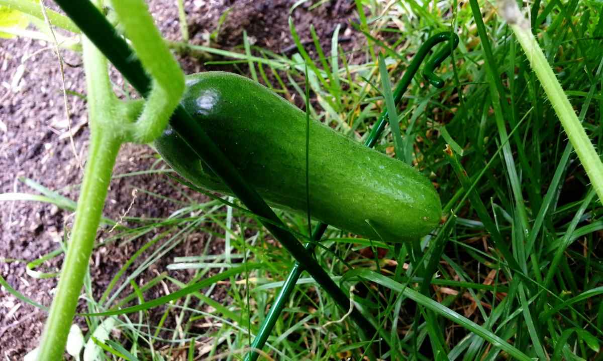 Rules of big crop of cucumbers