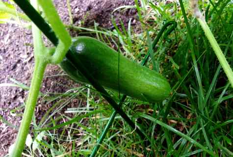 Rules of big crop of cucumbers